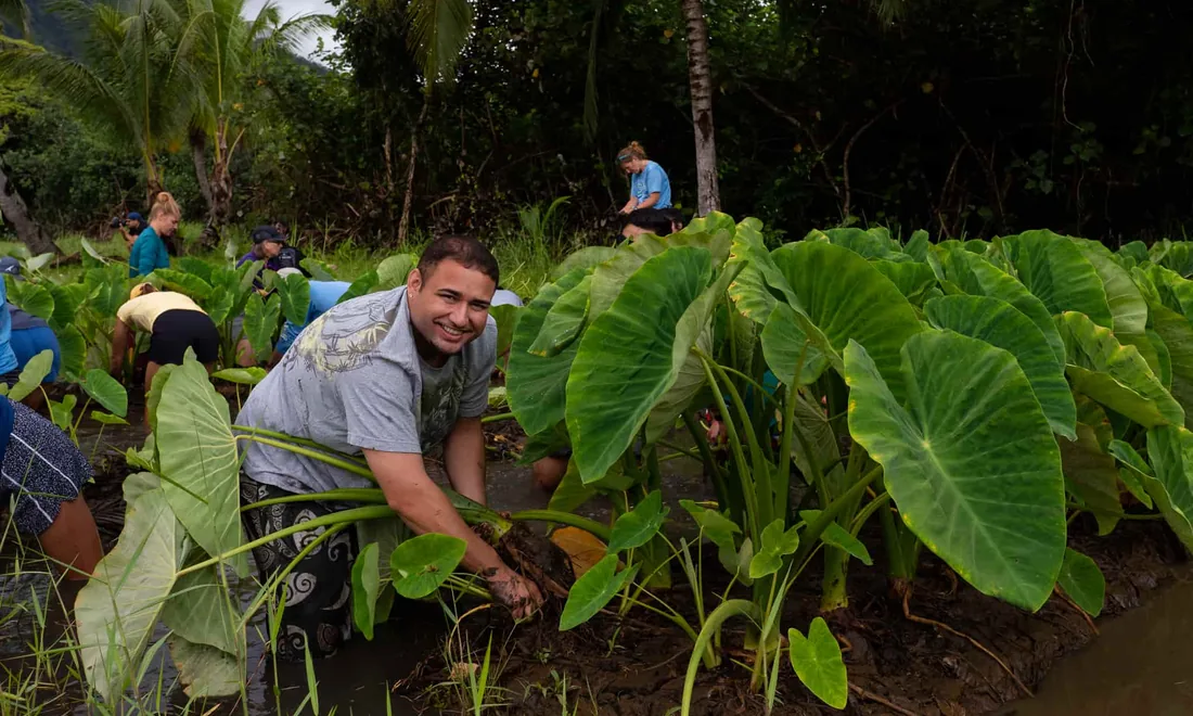 People working together in a loʻi kalo, the ridge and palms behind them