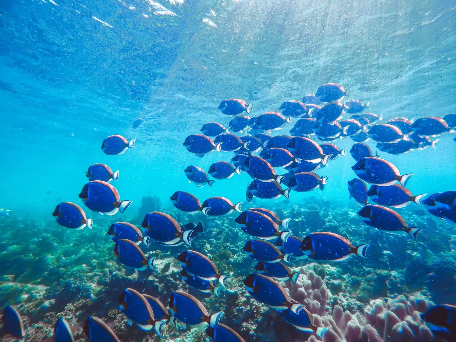A school of blue tangs moving over a reef in clear water