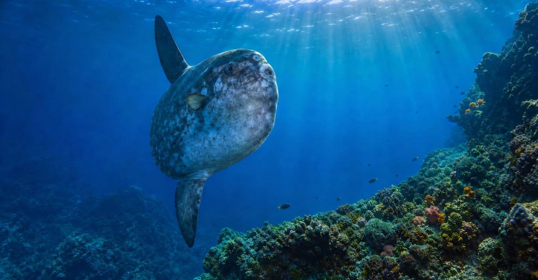An ocean sunfish moving along a coral reef in sunlit blue water